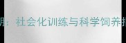 雪纳瑞3-6个月黄金期社会化训练与科学饲养指南附训练视频
