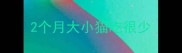2个月大小猫吃很少