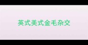 英式美式金毛杂交
