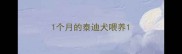 1个月的泰迪犬喂养