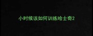小时候该如何训练哈士奇