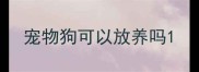 宠物狗可以放养吗