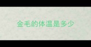 金毛的体温是多少
