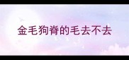 金毛狗脊的毛去不去