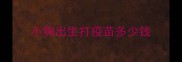 小狗出生打疫苗多少钱