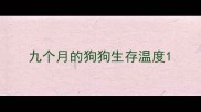 九个月的狗狗生存温度