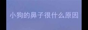小狗的鼻子很什么原因