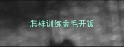 怎样训练金毛开饭