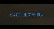 小狗后腿关节肿大