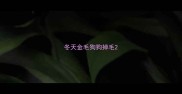 冬天金毛狗狗掉毛