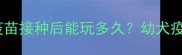 狗狗疫苗时效期全疫苗接种后能玩多久幼犬疫苗时间表与注意事项