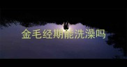 金毛经期能洗澡吗