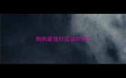 狗狗最佳打疫苗时间