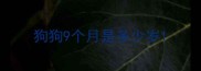 狗狗9个月是多少岁