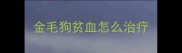 金毛狗贫血怎么治疗