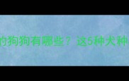 比金毛毛发还长的狗狗有哪些这5种犬种毛发养护全攻略
