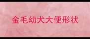 金毛幼犬大便形状