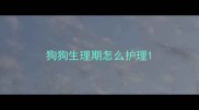 狗狗生理期怎么护理