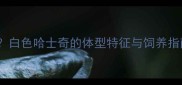 哈士奇白色能长多大白色哈士奇的体型特征与饲养指南附成长数据表