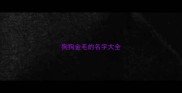 狗狗金毛的名字大全
