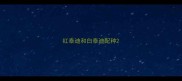 红泰迪和白泰迪配种