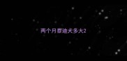 两个月泰迪犬多大