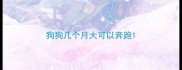 狗狗几个月大可以奔跑