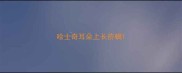 哈士奇耳朵上长疥螨