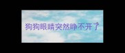 狗狗眼睛突然睁不开了