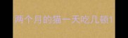两个月的猫一天吃几顿