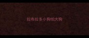 拉布拉多小狗怕大狗