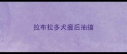 拉布拉多犬瘟后抽搐