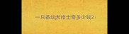 一只条幼犬哈士奇多少钱