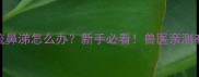 猫咪频繁打喷嚏流鼻涕怎么办新手必看兽医亲测有效的5步应对指南