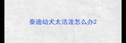 泰迪幼犬太活泼怎么办