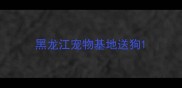 黑龙江宠物基地送狗