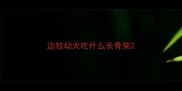 边牧幼犬吃什么长骨架