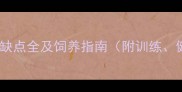 拉布拉多犬种优缺点全及饲养指南附训练健康费用清单