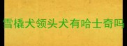 雪橇犬领头犬有哈士奇吗
