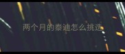两个月的泰迪怎么挑选