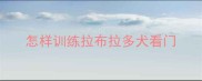 怎样训练拉布拉多犬看门