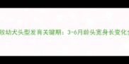 边牧幼犬头型发育关键期3-6月龄头宽身长变化全