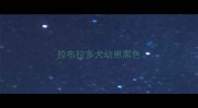 拉布拉多犬幼崽黑色