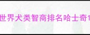 世界犬类智商排名哈士奇