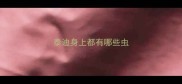 泰迪身上都有哪些虫