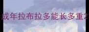 成年拉布拉多能长多重