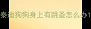 泰迪狗狗身上有跳蚤怎么办