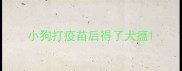 小狗打疫苗后得了犬瘟