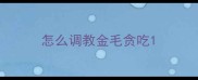 怎么调教金毛贪吃