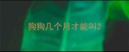 狗狗几个月才能叫